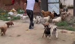 爆料救助流浪狗视频,网友爆料救助流浪狗，温情瞬间感动网友